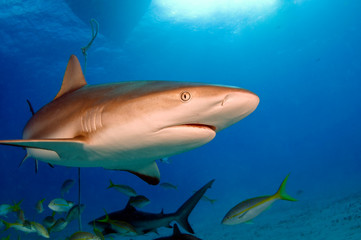 Caribbean Reef Shark