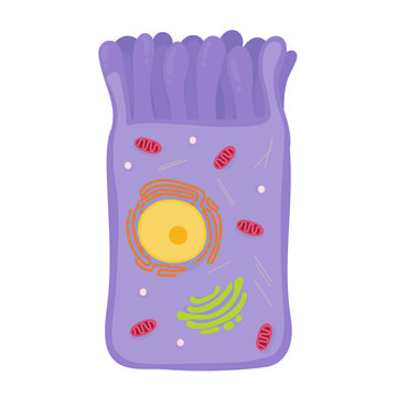 Intestinal Cell