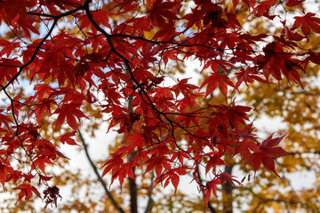 紅葉