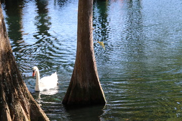 Swan and duck on blue reflecting water lake.