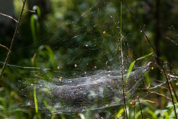thick cobweb stretched between branches in a forest in the sverdlovsk region