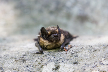 bat accidentally flew by day on the rocks seven brothers in the Sverdlovsk region