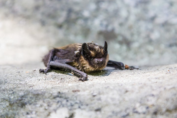 bat accidentally flew by day on the rocks seven brothers in the Sverdlovsk region