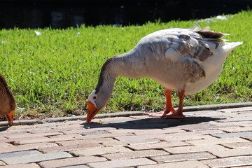 Fototapeta premium Goose in park.