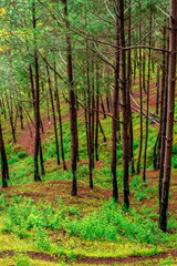 Pine Tree Forest in Bach Kande, Lamgarha, Almora, Uttarakhand 