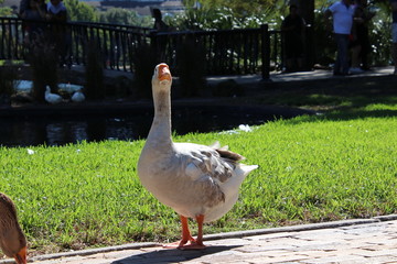Goose in park.