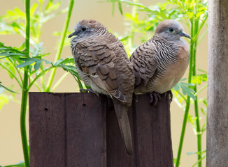 Zebra Dove