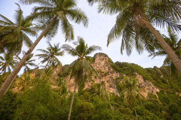 Fototapeta na wymiar Karst rock formation and palm trees