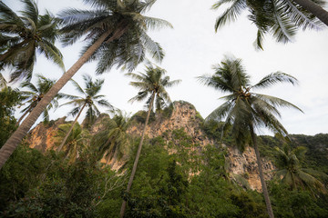 Karst rock formation and palm trees