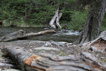 Patagonian  strems  and  forest