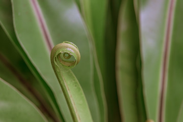 Tropical curvy leaves