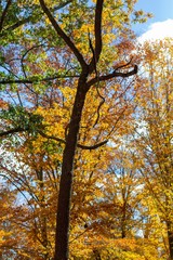 Colorful leaves of autumn on ground