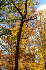 Autumn Tree during the season of Fall
