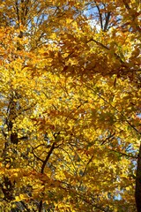 Colorful leaves of autumn on ground