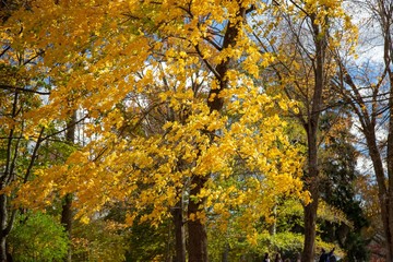 Colorful Small Town Autumn Leaves 