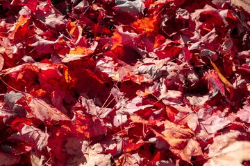 Colorful leaves of autumn on ground