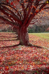 Fototapeta na wymiar Colorful leaves of autumn on ground