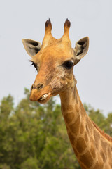Giraffe