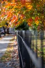 Naklejka na ściany i meble Colorful Small Town Autumn Leaves 