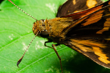 Hesperiidae on green leaf at outdoor garden