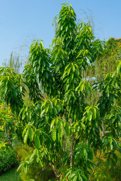 Cleidion spiciflorum (Burm.f.) Merr. tree in forest.