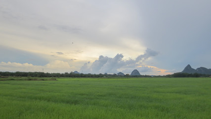 beautiful rice field with mountain and flare at Phatthalung, Thailand