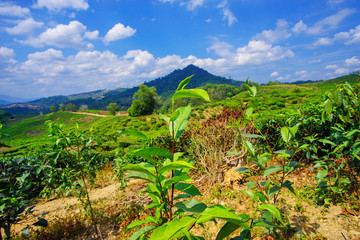 View of tea plantation at Kundasang, Sabah.