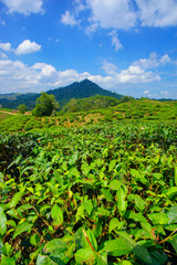 Fototapeta na wymiar View of tea plantation at Kundasang, Sabah.