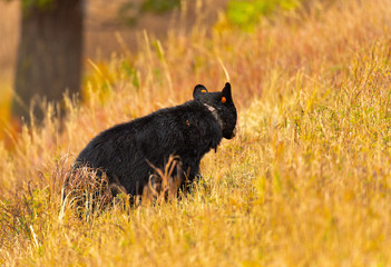 Obraz na płótnie Canvas Black Bear in Fall colors