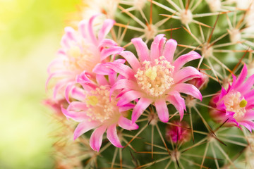 Fototapeta premium Beautiful cactus flower on sunlight