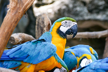 Blue and Yellow Gold Macaw Parrot Beautiful Birds in Zoo