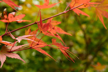 紅葉