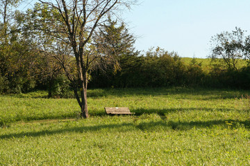 Obraz na płótnie Canvas Bench in a Field