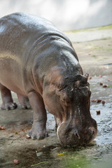 animal, hippopotamus