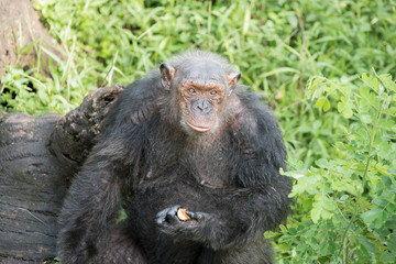 Chimpanzee in zoo