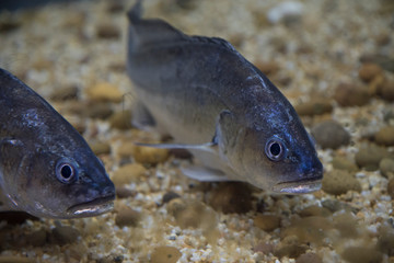 Obraz na płótnie Canvas Freshwater fish of Thailand