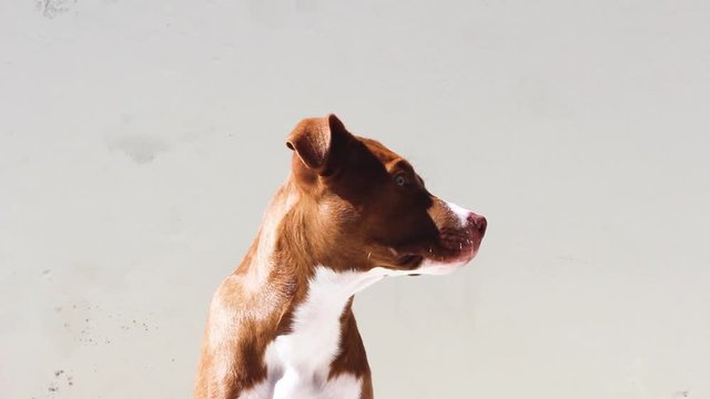 Beautiful Dog in Different angles