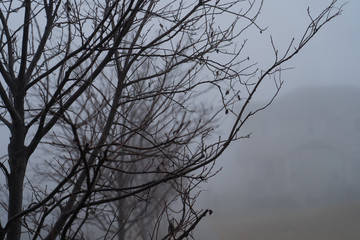 Outdoor Park in Residential area with heavy fog