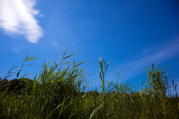 Green grass on a meadow closeup against bright blue sky and white cirrus cloud