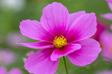 Cosmos Flower / Furusato Plaza in Sakura City, Chiba Prefecture, Japan