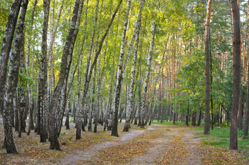 Birch forest in autumn time