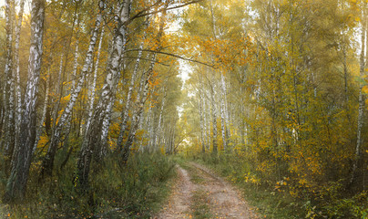 Birch forest in autumn time