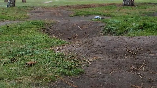 Remote controled fast truggy car on the track