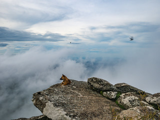 Dog on the rocky cliff with Foggy or mist Between the mountain on Khao Luang mountain in Ramkhamhaeng National Park,Sukhothai province Thailand