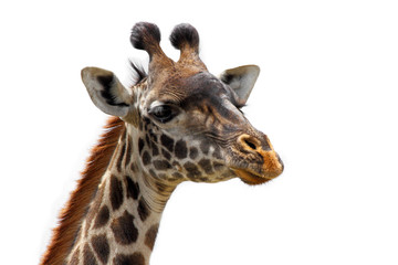 Giraffe Head Isolated