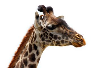 Giraffe Head and Bird Friend - Isolated