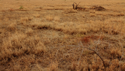 Golden African Plains & Young Tree