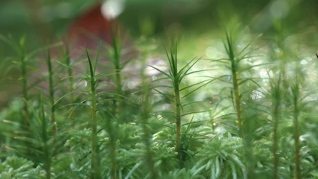 Mosses are small flowerless plants that typically grow in dense green clumps or mats, often in damp or shady locations. Fantastic view individual in vascular plants