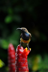 Olive-Backed Sunbird : Cinnyris jugularis (Male) on a crape ginger in the garden, Bangkok, Thailand.