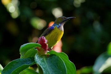 Brown-Throated Sunbird : Anthreptes malacensis (Male) on a crape ginger in the garden, Bangkok, Thailand.